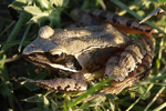 Agile Frog    Rana dalmatina